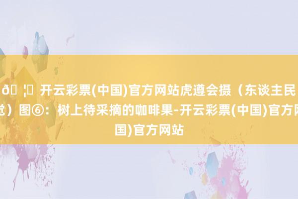 🦄开云彩票(中国)官方网站虎遵会摄（东谈主民视觉）图⑥：树上待采摘的咖啡果-开云彩票(中国)官方网站